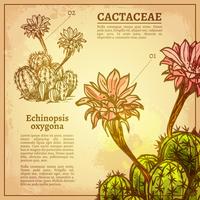 Ilustración botánica de cactus vector