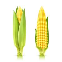 Sweet Corn Set vector