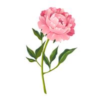  Peony Realistic Illustration  vector