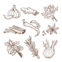 Hand Drawn Herbs And Spices Set
