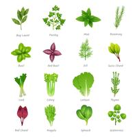 Herbs Icons Set vector