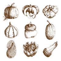 Calabaza iconos dibujados a mano set doodle vector