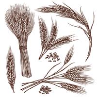 Wheat Sketch Set vector