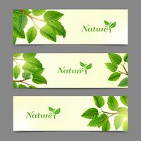 Green leaves eco banners set