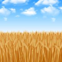 Wheat Field Background vector