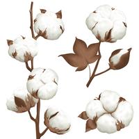Cotton Plant Boll Realistic Set vector