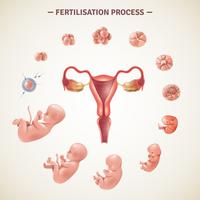 Human Fertilization Process Poster vector