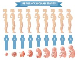 Embarazo mujer etapas vector illustration