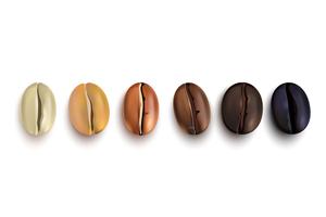 Los granos de café asado etapas vector