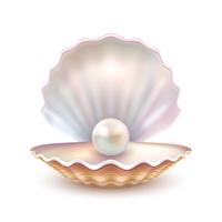 Detalle realista de concha de perla vector