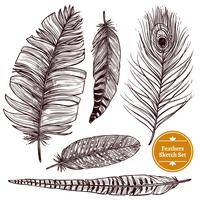 Hand Drawn Feathers Set vector