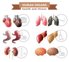 Cartel médico de los riesgos de Heath de los órganos humanos vector