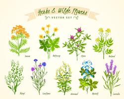 Herbs And Wild Flowers Background Set vector