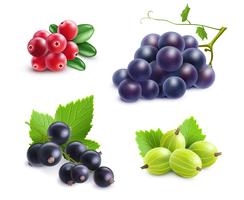 Realistic Berries Set vector