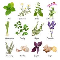 Spices And Meadow Flowers Herbal Set vector