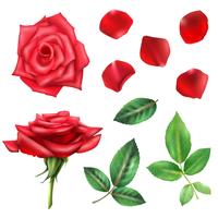 Rosa flor y pétalos conjunto vector