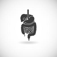 Ilustración del sistema digestivo vector