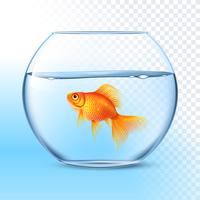 Goldfish In Water Bowl Realistic Image vector