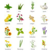Medicinal  Herbs Plants Flat Icons Set vector