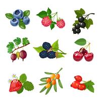 Berries Of Trees And Shrubs Set 