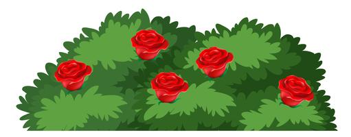 Isolated rose bush on white background vector