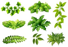 Set of nature plant vector