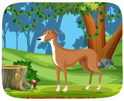 A greyhound in nature background vector