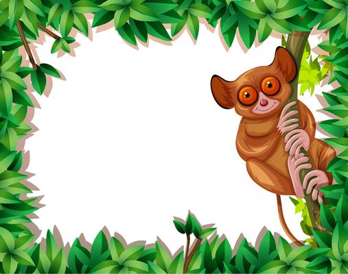 A tarsier in nature frame