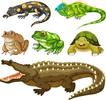 Conjunto de animal reptil. vector