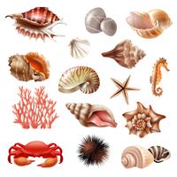 Seashell Realistic Set vector