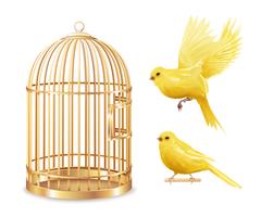 Golden Canary Cage Set