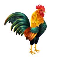 Colorful Realistic Rooster vector