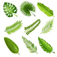 Tropical Palm Tree Branches vector