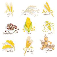 Conjunto de iconos de cereales vector