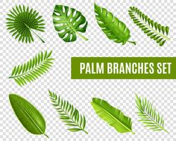 Palm Tree Branches Set vector