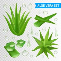 Aloe Vera Plant On Transparent Background  vector
