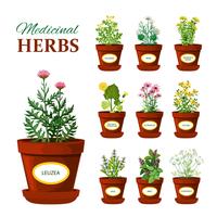 Medical Herbs In Pots With Labels