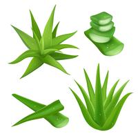 Set de Aloe Vera vector