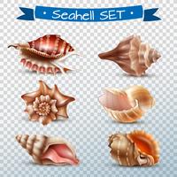 Seashell Transparent Set vector