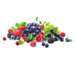 Ripe Berries Template vector