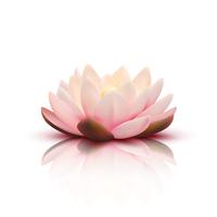 3D Flower Of Lotus vector