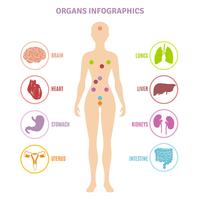 Anatomía humana órganos infografía