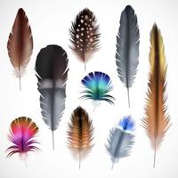 Realistic Feathers Set vector