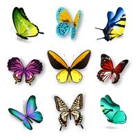 Set de mariposa realista vector