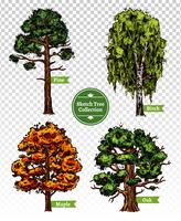 Color Sketch Tree Set vector