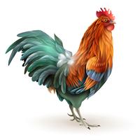 Red Rooster Cock Side View Abstract  vector