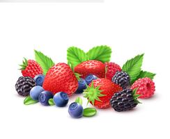  Berries Realistic Composition  vector