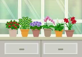 Houseplants Background Illustration  vector