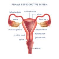 Uterus Poster vector