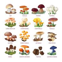 Collection Of Edible Mushrooms And Toadstools vector
